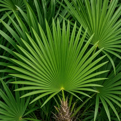 Serenoa Repens ingrediente activo para la próstata